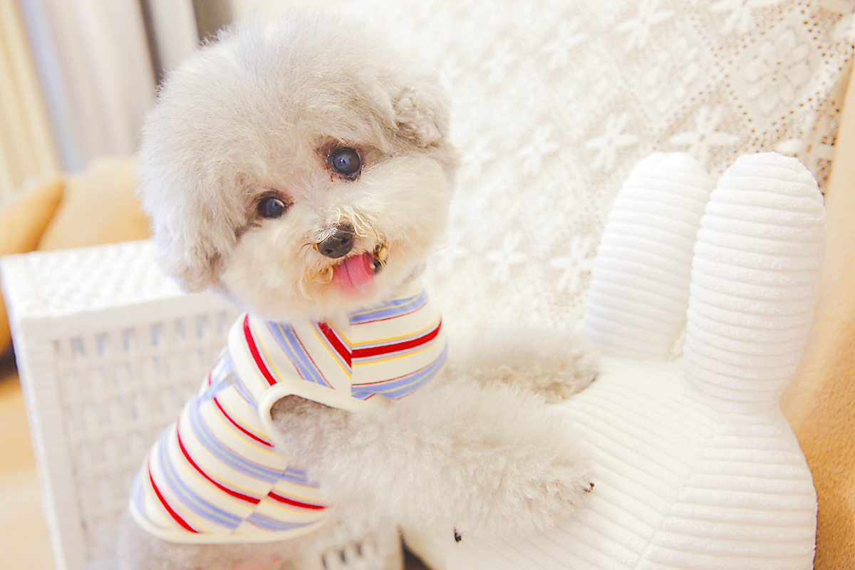 宠物猫咪比熊小型犬泰迪狗狗衣服秋冬装春夏装薄款背心多彩条纹熊 - 图3