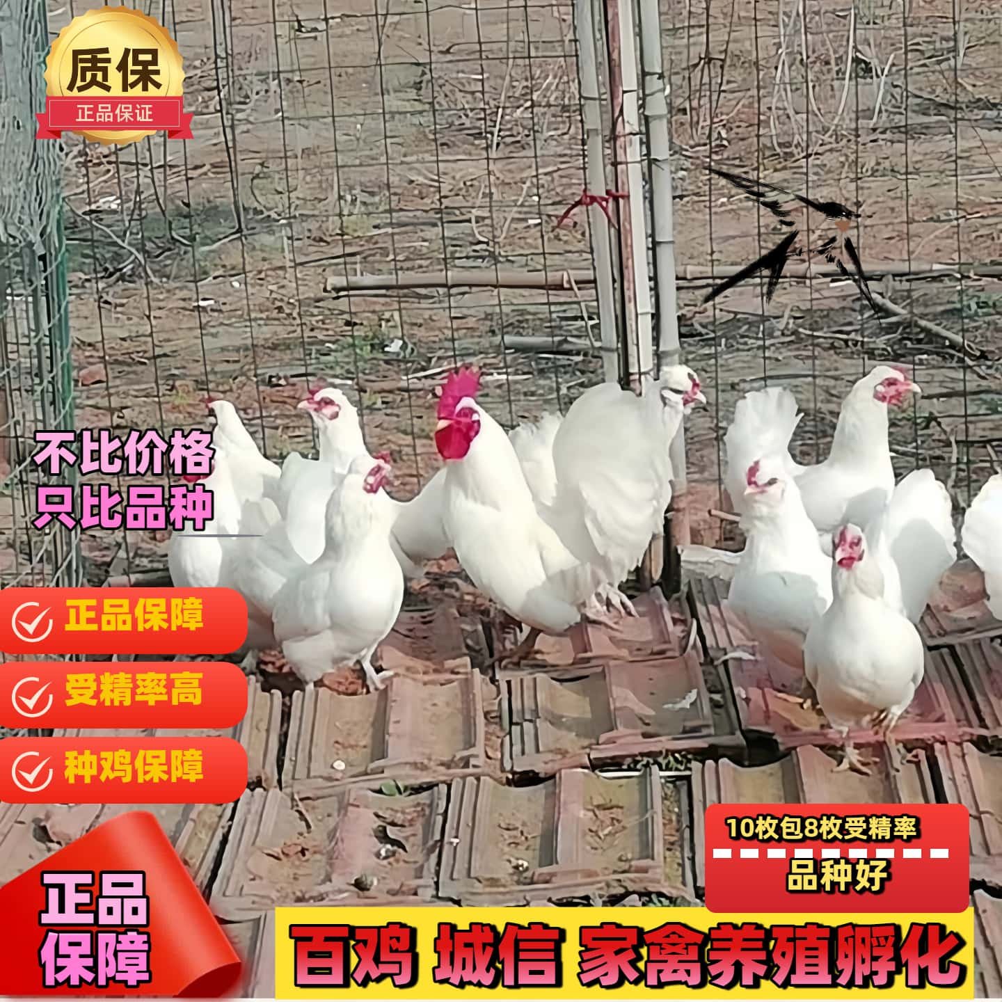 泰国矮脚鸡白桂鸡矮脚鸡种蛋观赏鸡种蛋受精蛋可孵化元宝鸡宠物鸡,淘宝优惠券,粉丝福利购,淘宝优惠卷