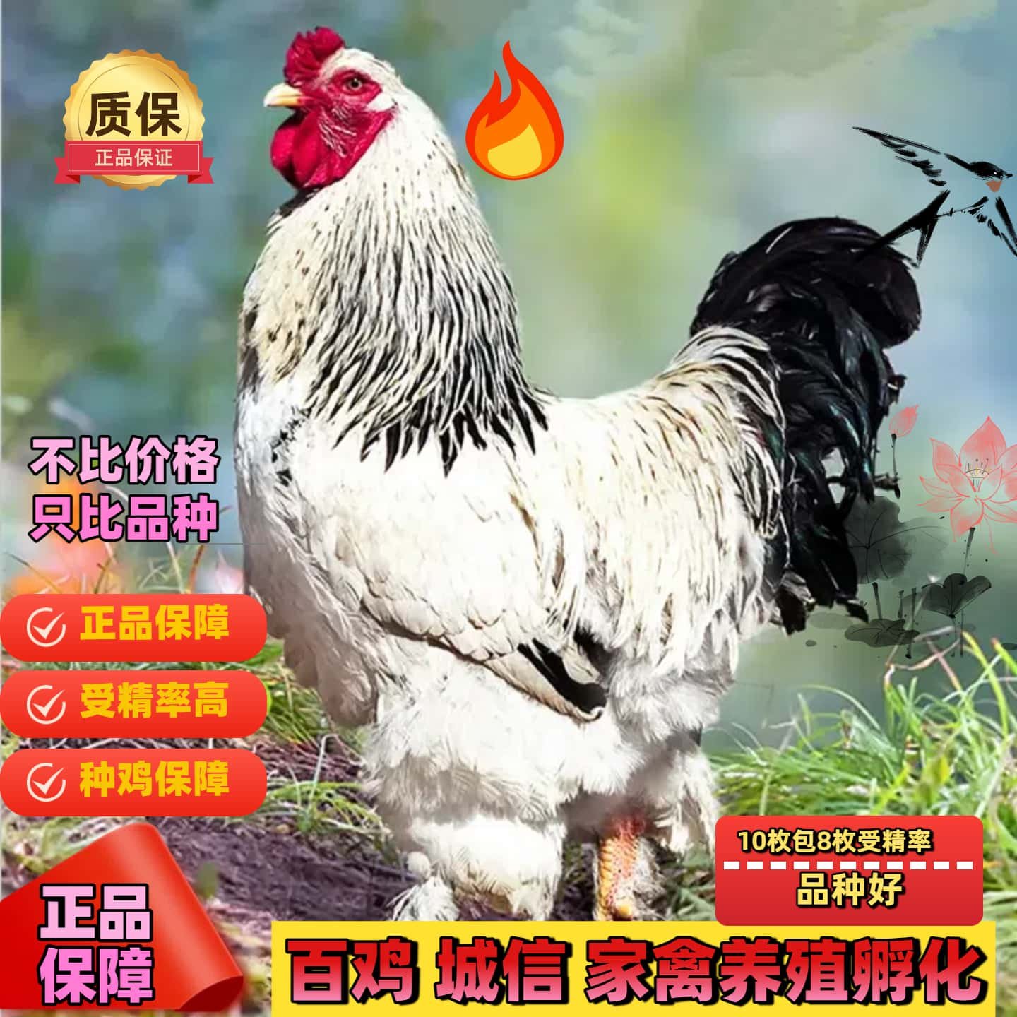 巨型婆罗门鸡活苗受精种蛋纯种梵天鸡种蛋大型观赏宠物鸡受精蛋纯,淘宝优惠券,粉丝福利购,淘宝优惠卷