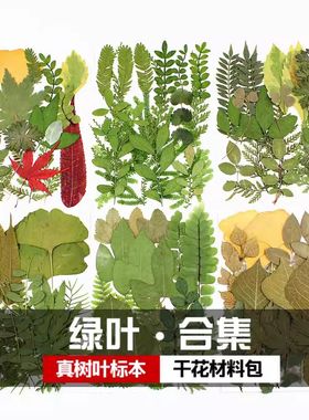 绿叶材料包组合真树标本
