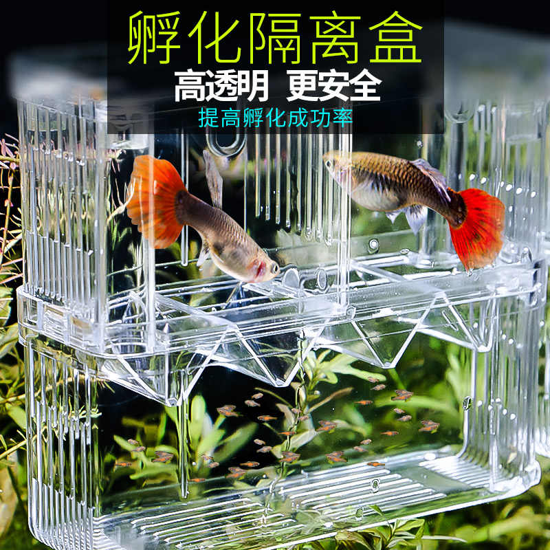 鱼卵孵化卵 新人首单立减十元 22年1月 淘宝海外