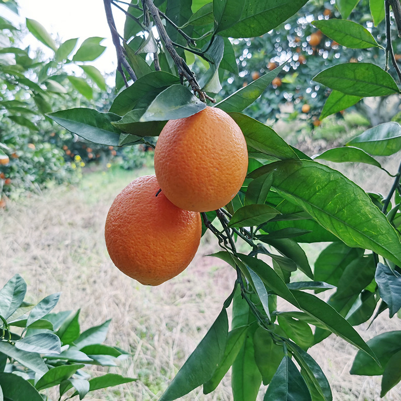 奉节脐橙新鲜采摘水果重庆长虹农产品包邮10斤大果农说纽荷尔圆虹 - 图0