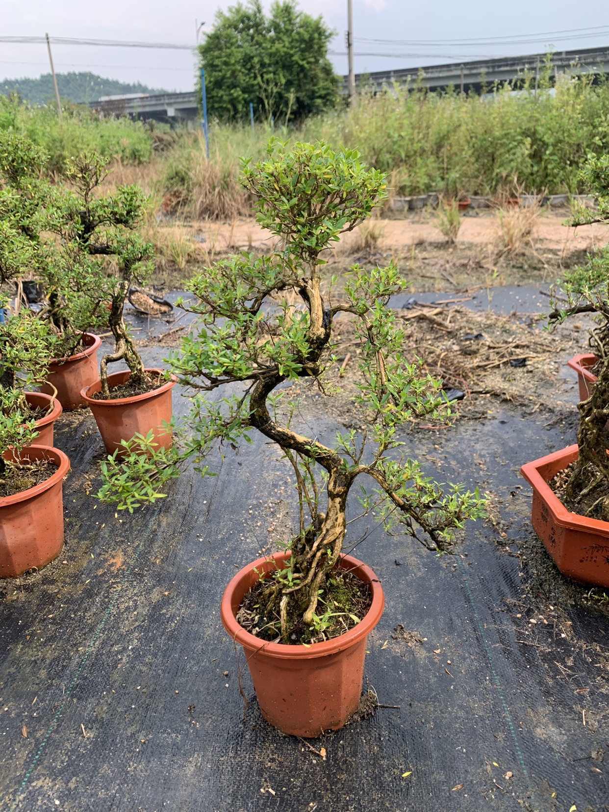 艾芯林叶各款老桩精品雀梅榆树九里香胡椒木赤楠植物盆栽直播链接 - 图1