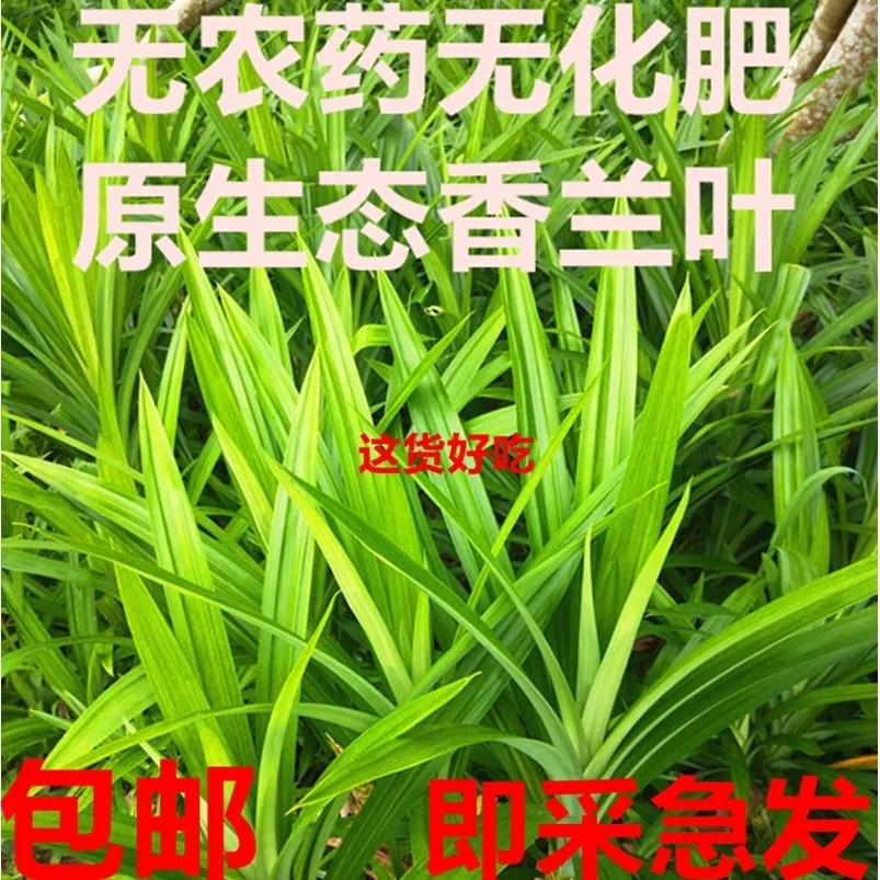 新鲜香兰叶1斤马来品种斑兰叶斑斓叶食物香料烘焙糕点香兰叶_虎窝淘