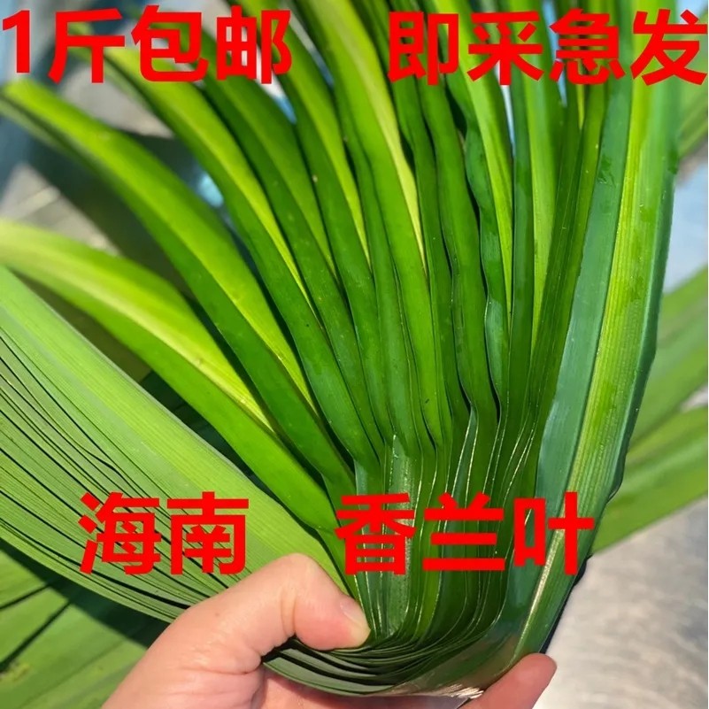 新鲜香兰叶1斤马来品种斑兰叶斑斓叶食物香料烘焙糕点香兰叶_虎窝淘