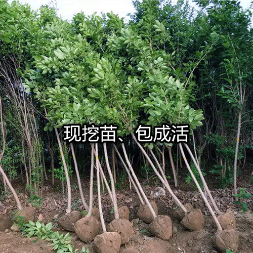 罗田甜柿子树苗南北方庭院地栽盆栽种植特大嫁接果树活苗当年结果-图1