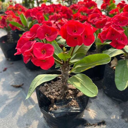 大花大叶虎刺梅盆栽老桩花苗阳台庭院绿植花卉四季铁海棠好养易活 - 图0
