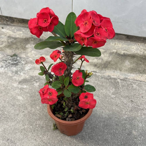 大花大叶虎刺梅盆栽老桩花苗阳台庭院绿植花卉四季铁海棠好养易活 - 图2