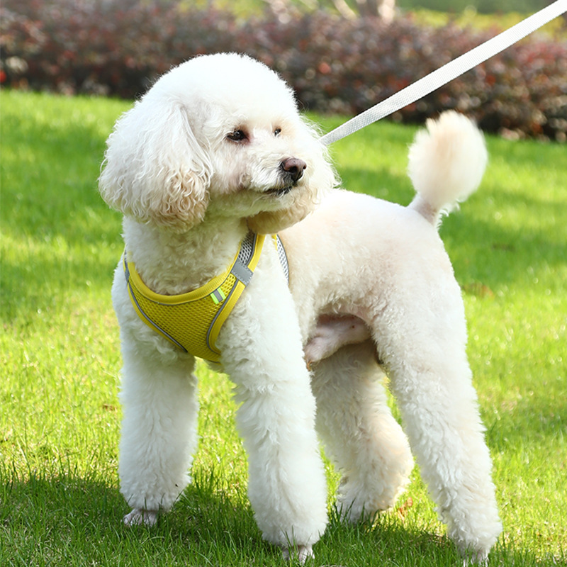 背心式狗狗牵引绳小型犬泰迪比熊博美胸背带小狗幼犬遛狗绳狗链子 - 图1