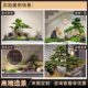 Welcome pine simulates new Chinese style large podocarpus landscaping