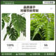 Simulated plant landscaping combination indoor landscape artificial trees