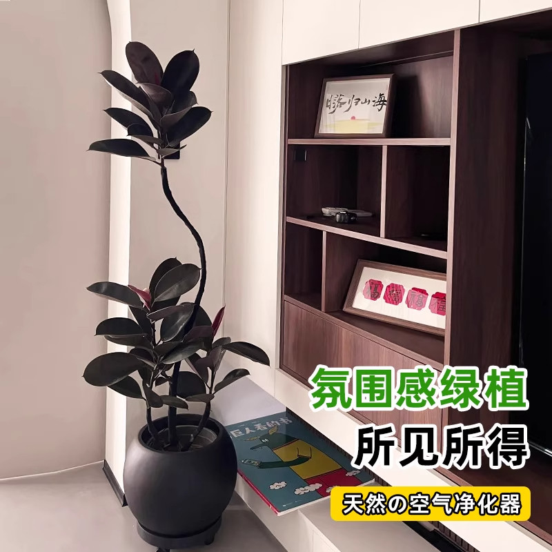 黑金刚橡皮树室内绿植高级感轻奢客厅大盆栽可造型黑美人大型好养,淘宝优惠券,粉丝福利购,淘宝优惠卷