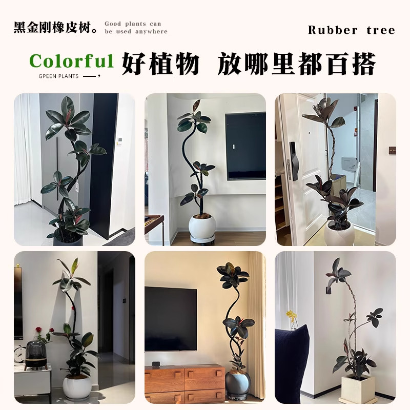 黑金刚橡皮树室内绿植高级感轻奢客厅大盆栽可造型黑美人大型好养,淘宝优惠券,粉丝福利购,淘宝优惠卷