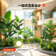 Fake green plants, landscape combination, high-end light luxury ornaments