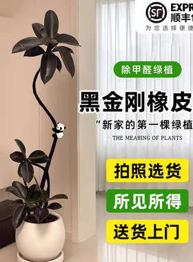 客厅好养绿植造型黑金刚橡皮树