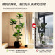 Qinyerong simulated green plant TV cabinet in antique style living room