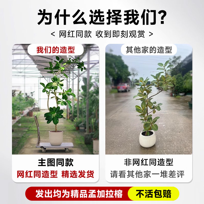 网红孟加拉榕盆栽客厅绿植室内大型黄金榕高山榕树落地真花旺宅树,淘宝优惠券,粉丝福利购,淘宝优惠卷