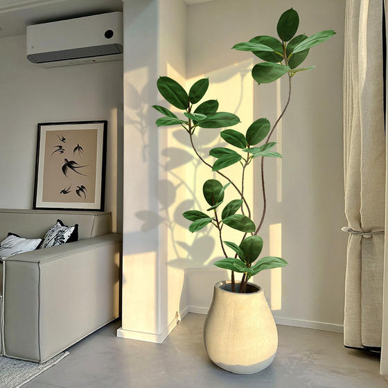 Green plant potted large black diamond rubber tree