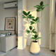 Green plant potted large black diamond rubber tree