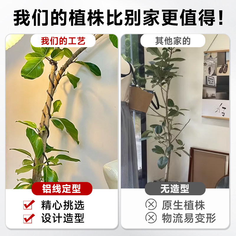 网红孟加拉榕盆栽客厅绿植室内大型黄金榕高山榕树落地真花旺宅树,淘宝优惠券,粉丝福利购,淘宝优惠卷