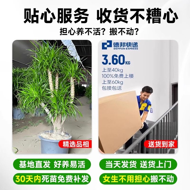 龙血树客厅绿植旺宅多头龙须树龙铁树落地室内大型龙血树植物盆栽,淘宝优惠券,粉丝福利购,淘宝优惠卷
