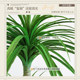 Pretend green plant decoration simulated dragon blood tree high-end light luxury