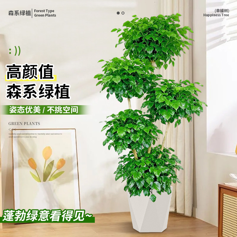 幸福树客厅大盆栽老桩植物客厅高级感室内落地大型绿植盆景好养活,淘宝优惠券,粉丝福利购,淘宝优惠卷