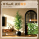Simulated green plants, light luxury, high-end olive trees, fake tree potted plants
