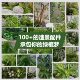 Simulated green plant landscaping combination decorative fake plants
