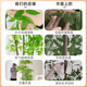 Simulated green plant floor-standing ornaments, high-end light luxury