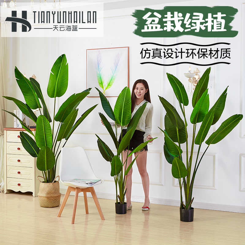 花盆栽 新人首单立减十元 21年8月 淘宝海外 花盆栽 新人首单立减十元 21年8月 淘宝海外