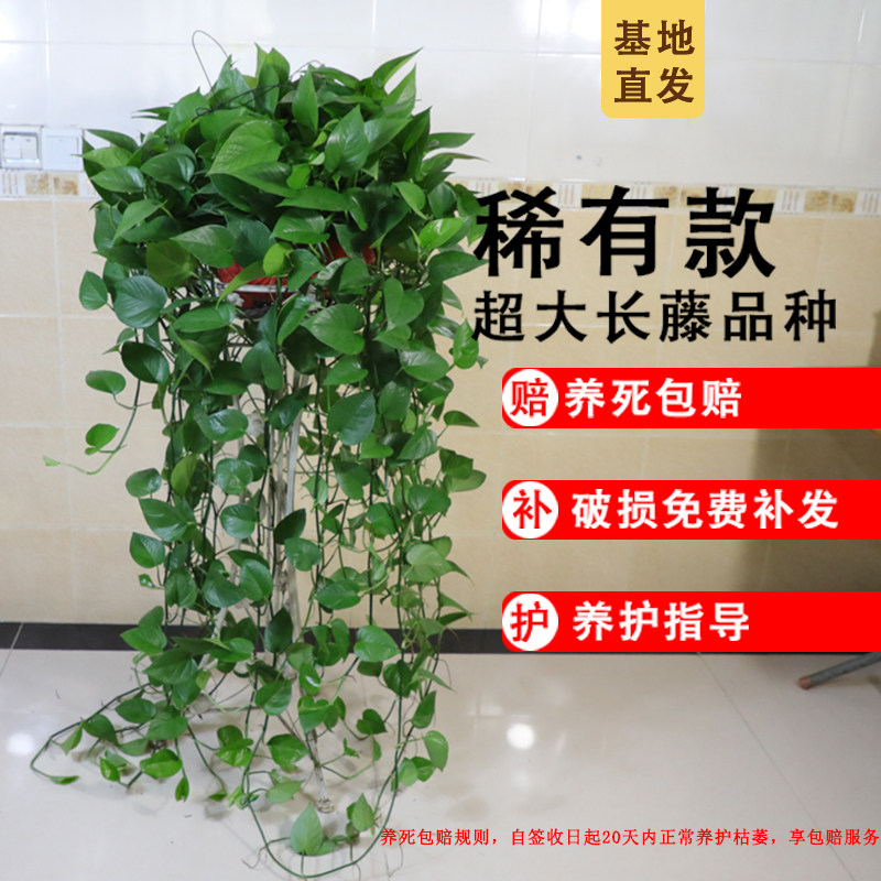 绿萝长藤款盆栽植物室内绿植办公室客厅长藤垂吊大叶绿箩新房家用,淘宝优惠券,粉丝福利购,淘宝优惠卷