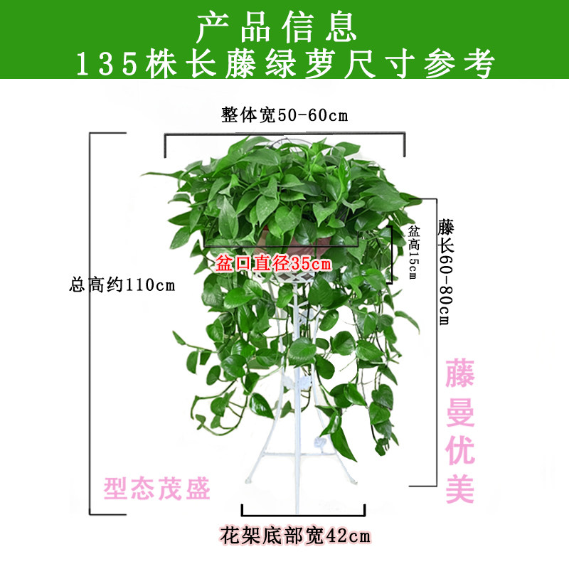 绿萝长藤款盆栽植物室内绿植办公室客厅长藤垂吊大叶绿箩新房家用,淘宝优惠券,粉丝福利购,淘宝优惠卷