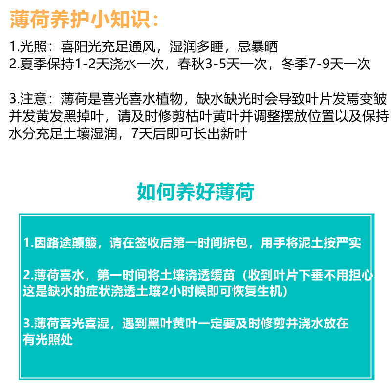 柠檬薄荷盆栽可食用迷迭香新鲜薄荷苗驱蚊草水培花卉植物室内绿植-图0