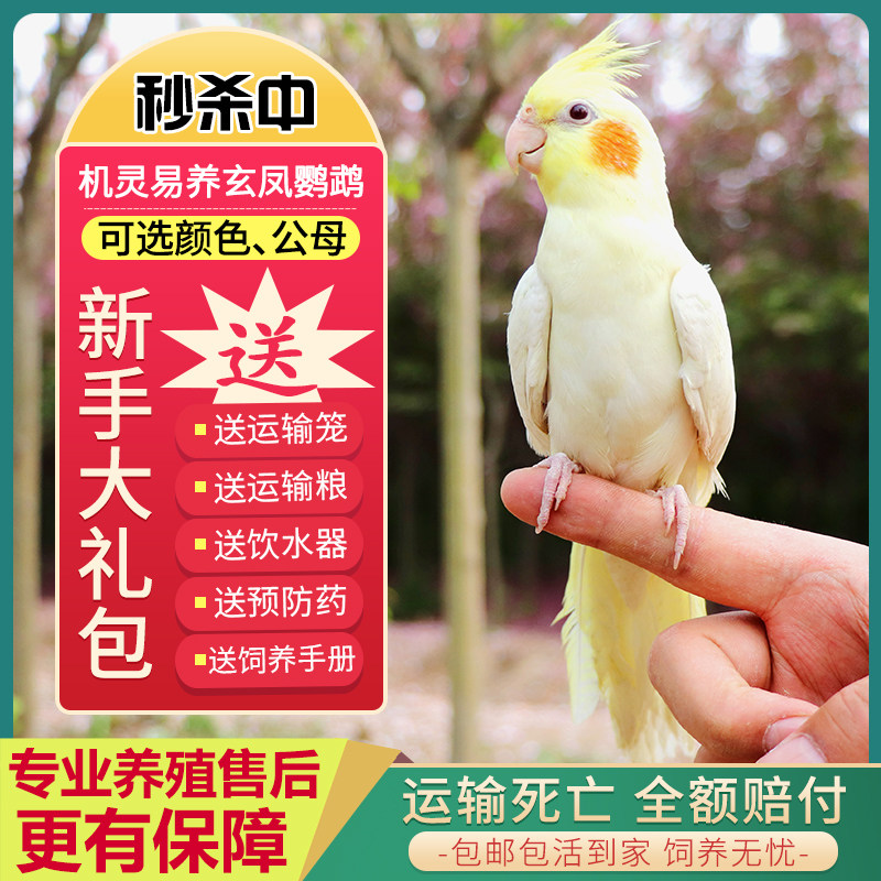 玄凤鹦鹉活体手养宠物黄化玄凤一对可繁殖鸟活物鹦鹉活鸟会学说话,淘宝优惠券,粉丝福利购,淘宝优惠卷