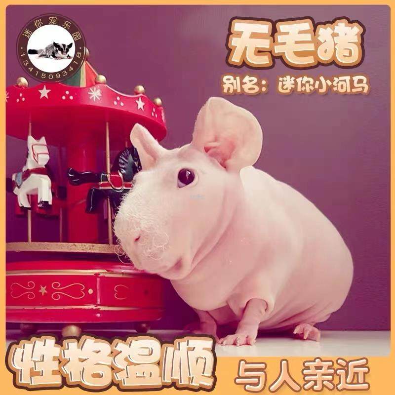 泰国小香猪宠物猪荷兰猪活体迷你宠物活物猪家养小型萌宠幼崽粉猪,淘宝优惠券,粉丝福利购,淘宝优惠卷