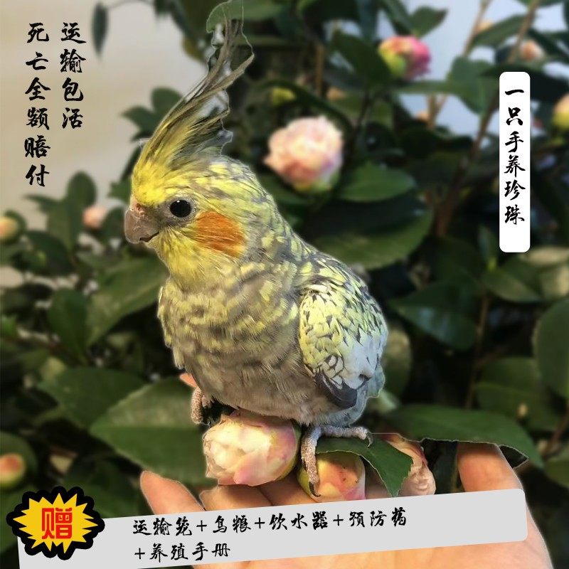 玄凤鹦鹉活体手养宠物黄化玄凤一对可繁殖鸟活物鹦鹉活鸟会学说话,淘宝优惠券,粉丝福利购,淘宝优惠卷