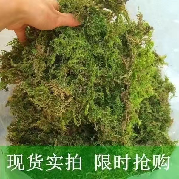 新鲜纯干苔藓水苔蝴蝶兰专用青苔兰花石斛专用营养土苔藓乌龟垫材-图0