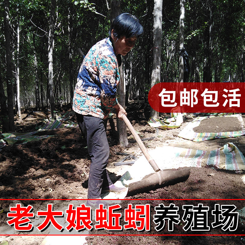 蚯蚓活饵大号特大鲜活红虫诱饵鲫鱼散装钓鱼饵料垂野钓盒装蚯蚓粪,淘宝优惠券,粉丝福利购,淘宝优惠卷