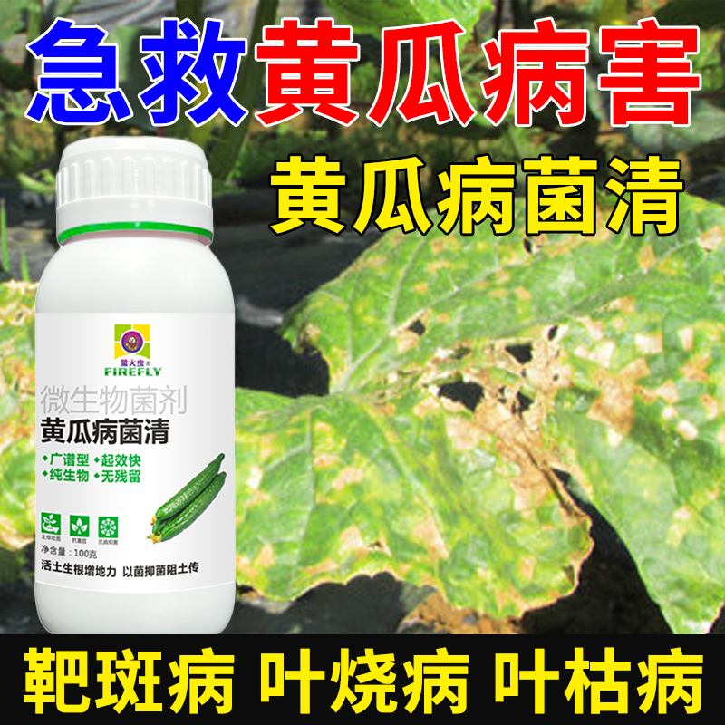 黄瓜病菌清黄瓜细菌病防治白斑灰斑灰霉锈病黄瓜专用微生物菌剂 - 图2