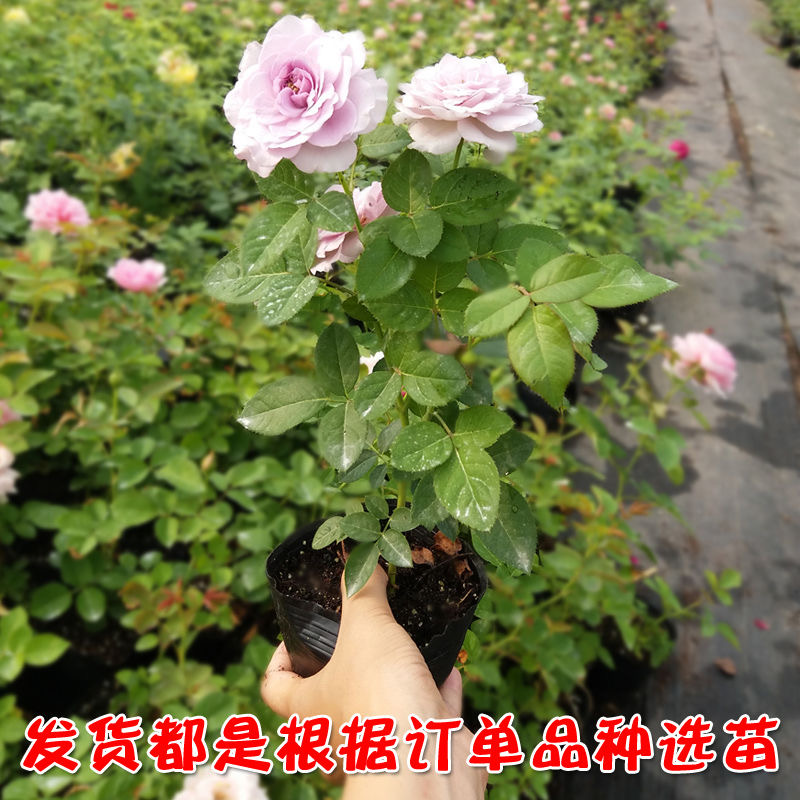 月季花苗爬藤大花盆栽小苗庭院藤本多季开花植物欧月蔷薇玫瑰 - 图0