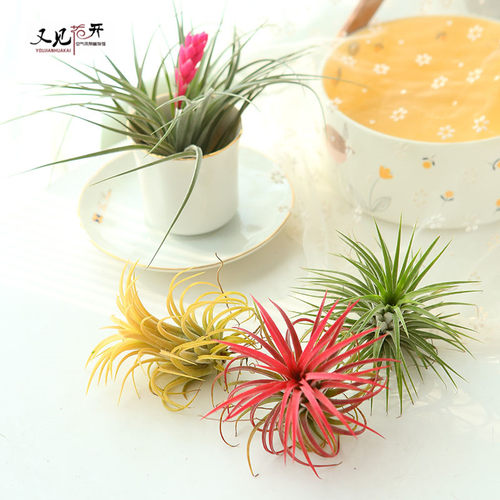 空气凤梨红黄绿精灵室内懒人无土植物净化空气花卉盆栽绿植花草 - 图1