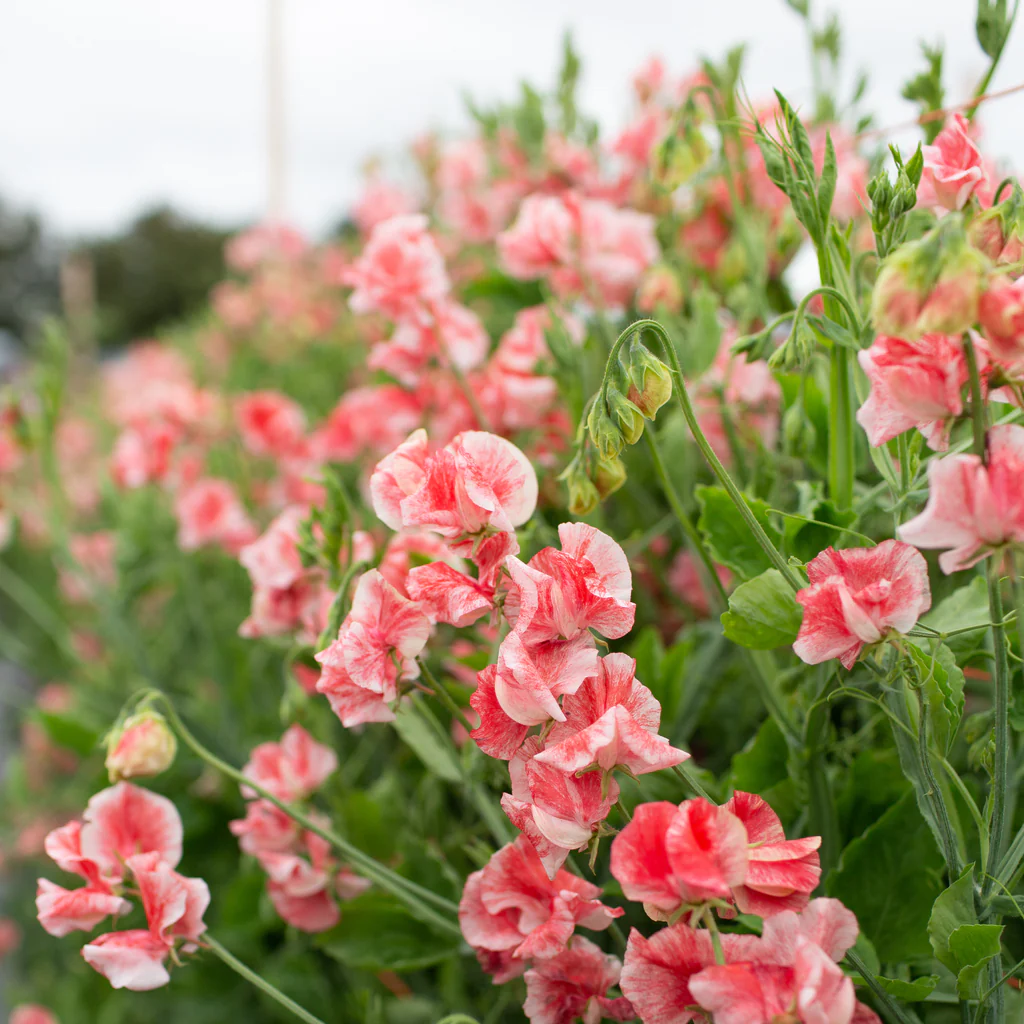 【3粒每份】23年新香豌豆种子合集4 切花有香味 一年生藤本植物 - 图1