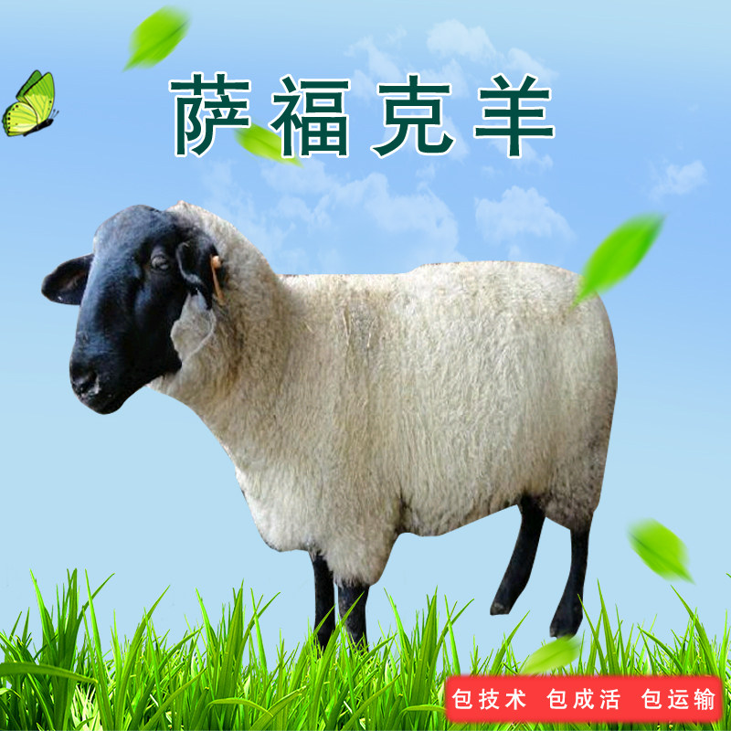 萨福克羊纯种,_大山谷图库
