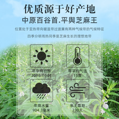 阿诚纯芝麻香油河南驻马店特产芝麻油凉拌菜油火锅蘸料500ml - 图1