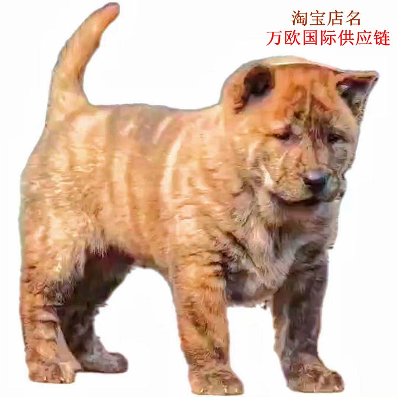 精品广西土猎虎斑五黑黄四眼铁包金赶山中华田园幼犬宠物狗狗活体-图2