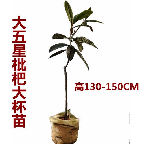 枇杷树苗大五星枇杷树嫁接苗纯正品种阳台庭院盆栽带泥球当年结果 - 图2