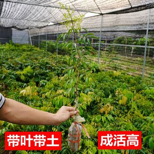荔枝苗冰荔仙进奉桂味妃子笑糯米糍三月红鸡嘴无核荔枝嫁接高压苗 - 图2