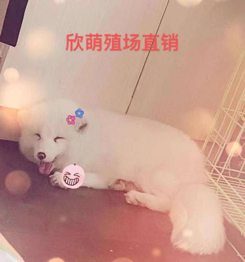 宠物狐狸活体白狐狸幼崽雪狐正规养殖场直销幼崽预定标价定金勿拍-图2