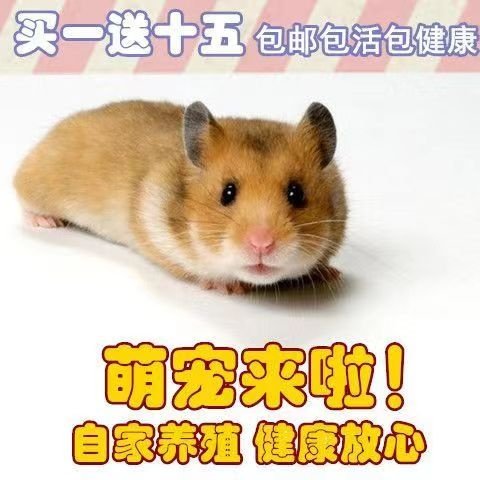 小仓鼠宠物活物已打过疫苗公仔易上手银狐紫仓布丁三线金丝熊活体,淘宝优惠券,粉丝福利购,淘宝优惠卷